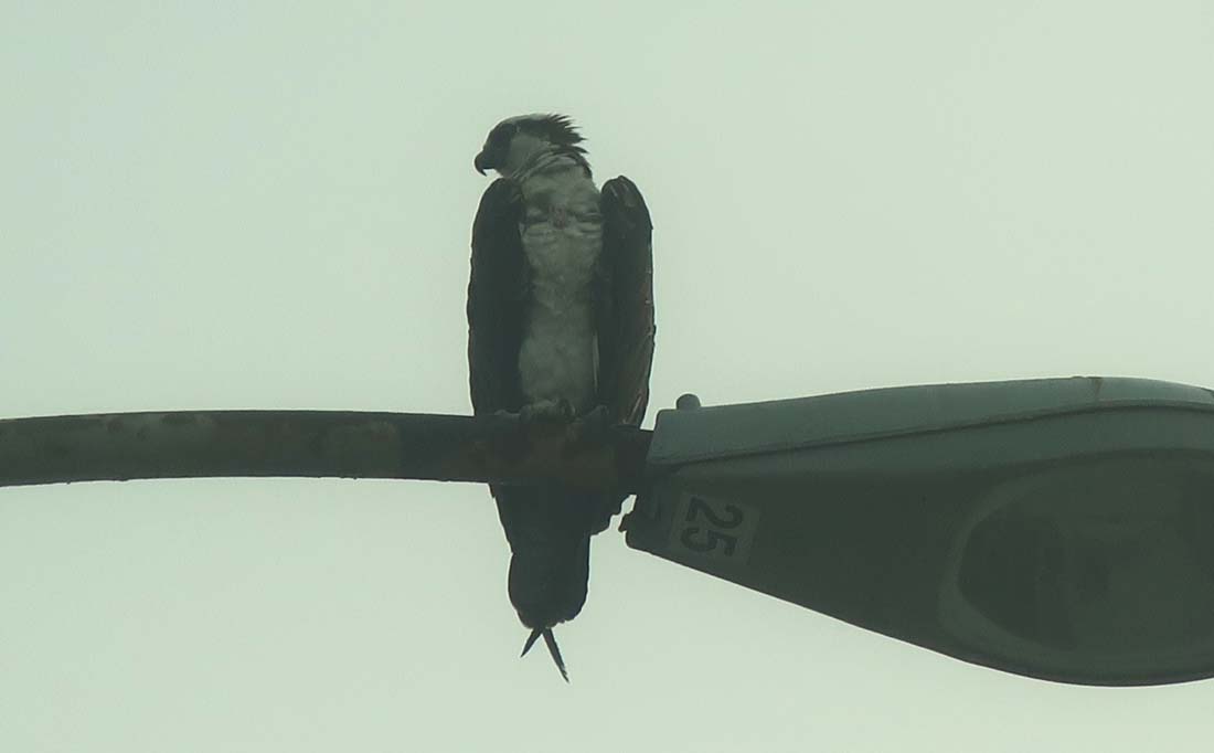 hk20091460.jpg - 30568 Bytes